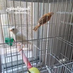  4 ذكور كنار جاهزين عمر سنه ونص وثاني سنه  وروز جاهزين عمر سنه ذكر واثى