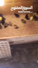  4 صوص براهما للبيع ....
