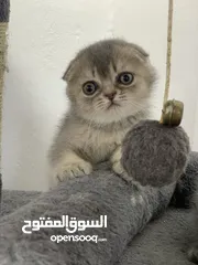  9 قطط سكوتش فولد وستريت  اقل سعر لهاد النوع للجادين فقط