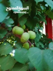  19 شقه للبيع مساحة 330م 150م داخلي و180 خارجي.