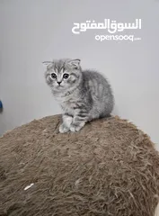  5 قط ذكر سكوتش فولد بيور مواليد 3/9  لون سكني فاتح
