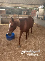  4 خيل عربيه للبيع