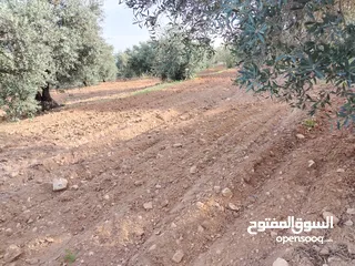  12 مزرعة زيتون ملوكية اطلالة ع الغرب و جبال فلسطين ع ثلاث شوراع قرب شارع الستين ثغرة السلطان