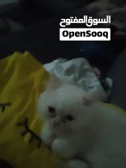  3 beautiful kitten 2 month old for sale