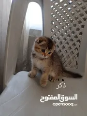  1 كتين سكوتش فولد وستريت