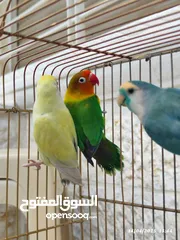  1 بسم الله تبارك الرحمن فحل فيشر مع جوز روز الأنثى الصفراء اليفه ركززز معي صحه نظاااافه صلاه النبي