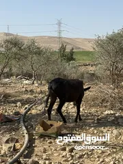  2 حمارة غنم، عمر سنتين صحة ممتازة