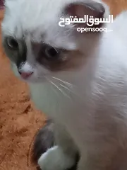  12 قط سكوتش فولد للبيع