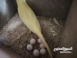  1 جوز حب تحتيه 6 بيضات مع القفص