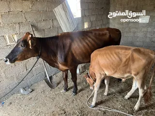  1 بقره جيرسي مع ولدها