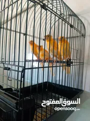  11 قفص ببغاء للبيع /وكنار احمر للبيع
