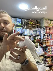  7 البينو كوكتيل أبيض جامبو أليف جدا
