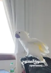  4 Cockatoo Parrot