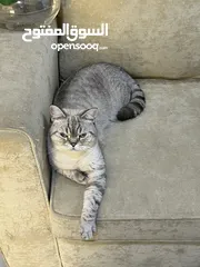  7 قطتان جميلتان تبحثان عن بيت دافئ  Two lovely cats looking for a loving home