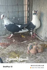  6 11 جوز مساويد، كشامره هومرات محيرات بواز مزهورات اسطنابله
