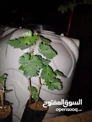  1 "دوالي عنب بدينار – شتلات جاهزة للزراعة