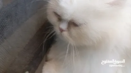  4 قطة انثي وابنها للبيع