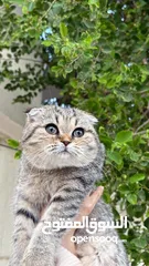  4 Grey Scottish Fold for Adoption (FREE)