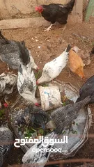  1 ديوك عدد 5 للبيع