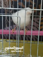  4 طيرتين كنار للبيع اقرا الوصف
