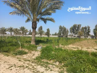  8 مزرعه 5 دونم في بغداد الرضوانيه على شارعين تبليط قرب القطاع الزراعي