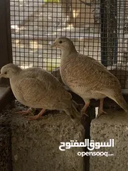  4 زوج صفرد كريمي