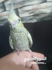  2 كوكتيل اليف ولعوب لتواصل الزرقاء جبل طارق