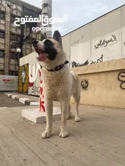  6 للبيعAmerican akita