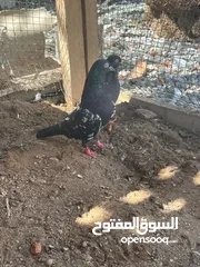  4 طيور للبيع منتجه