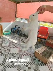  5 أرانب ذكور للبيع