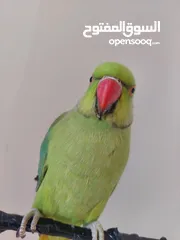  2 ببغاء درارة هندي ذكر اسمو كوكو عمر سنتين مطوق اليف جدا ما بعض نهائي لعوب بحب الاطفال