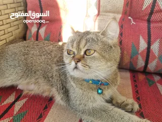  2 قطة من نوع سكوتش فولد .