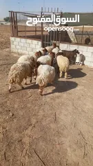  11 خرفان وعبر العدد 29 مسكرات لحم بالصلاه على النبي