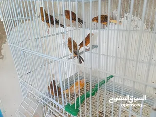 2 طيور كنار مشكله