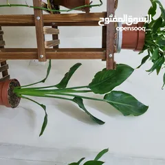  6 plant and plant stand really beautiful