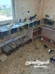  3 يوجد 15 جوز حمام بلدي