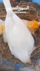  2 طيرتين كنار ، مشمشيه معطيه بطن و بيضه معطيه اربع بطون و قاعده ع البطن الخامس