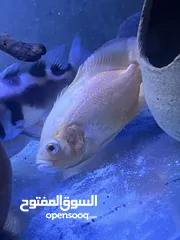  8 سمك زينه مفترس