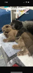  2 Male Scottish fold kitten