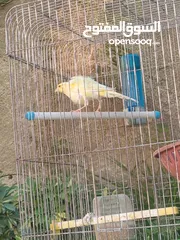  2 طيره مفتله للبيع