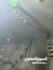  2 يوجد لدي مزرعة طائر فنك(زيبرا) للبيع مزرعه كامله 300جوز....جوز ع