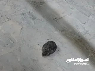  3 قنفذ صحه ونضافه للبيع