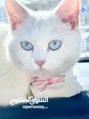  1 قطط انواع شيرازي وانجورا تركي بسعر طري