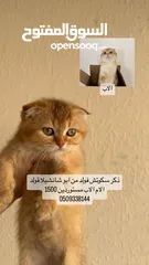  7 قطط مستوا حلو وبسعر رمزي