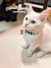  5 Cute Persian kittens