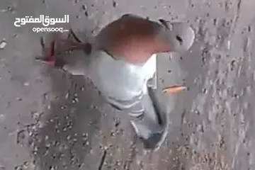  3 مخلف العام عمر سنه
