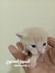  1 قطه كتنز كتن   و بطه عدد 3 بطات   و سلاحف بريه و قطة سيامي كبيره منتجه  تربيه منزليه لقطه كوم هامستر