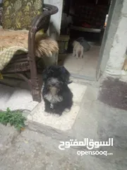  2 كلاب للبيع