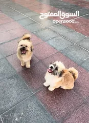  1 Shih Tzu boy and girl