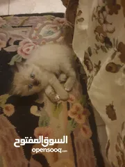  5 قطط سكوتش همالايا إناث